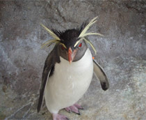 油壺マリンパークの可愛いペンギン