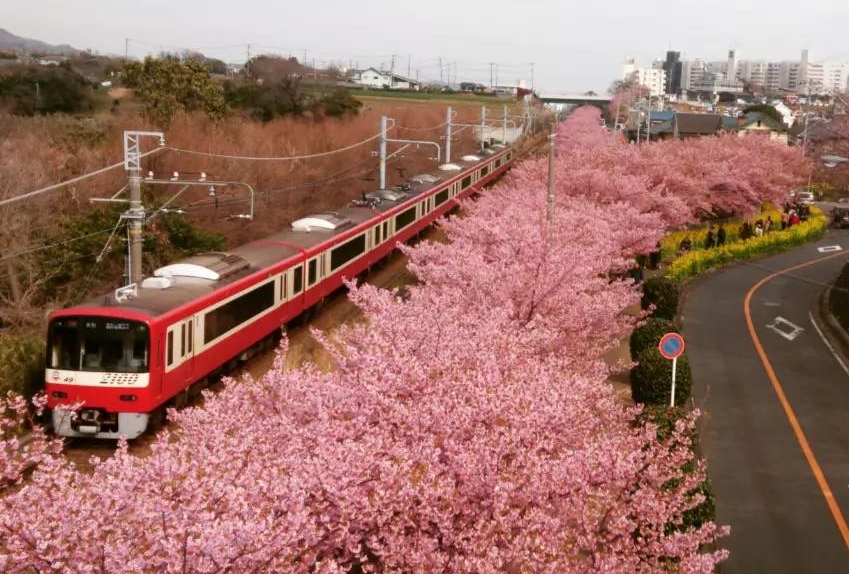 京浜急行電鉄と河津桜と菜の花