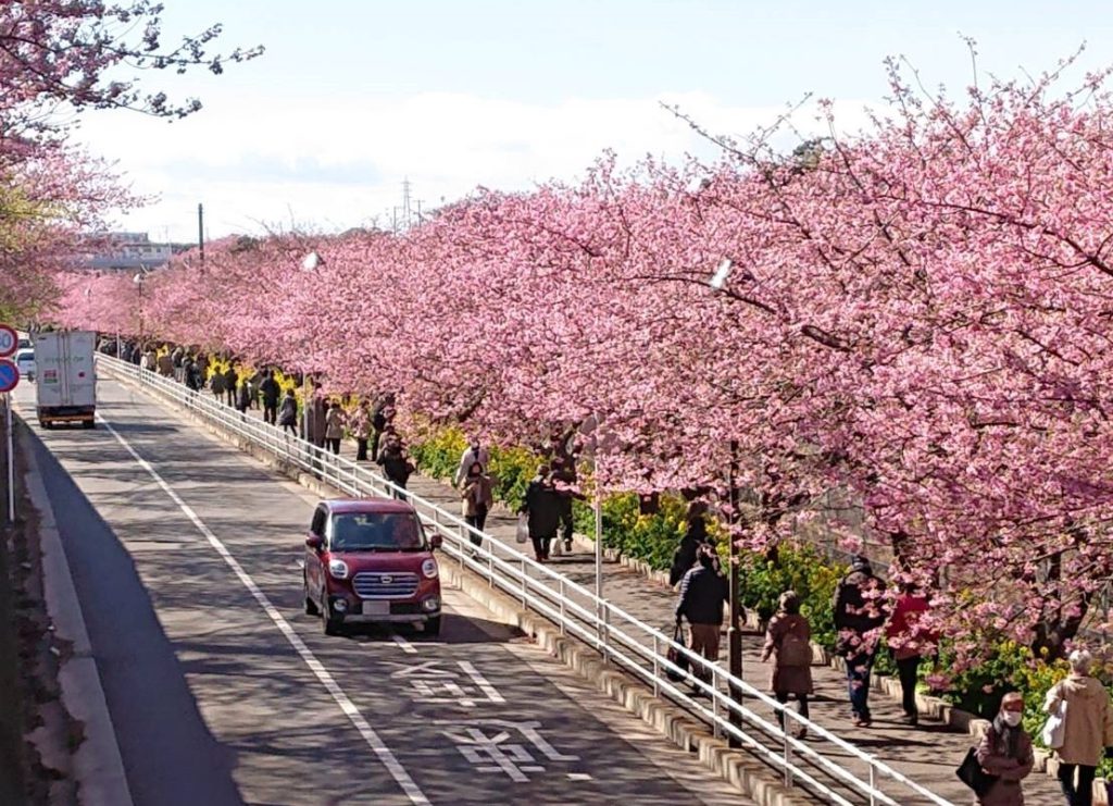 賑わう三浦海岸桜まつり