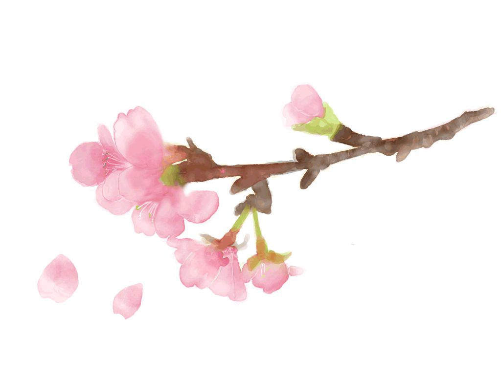 儚い河津桜の枝