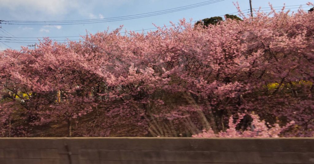 京急の車窓から見る河津桜