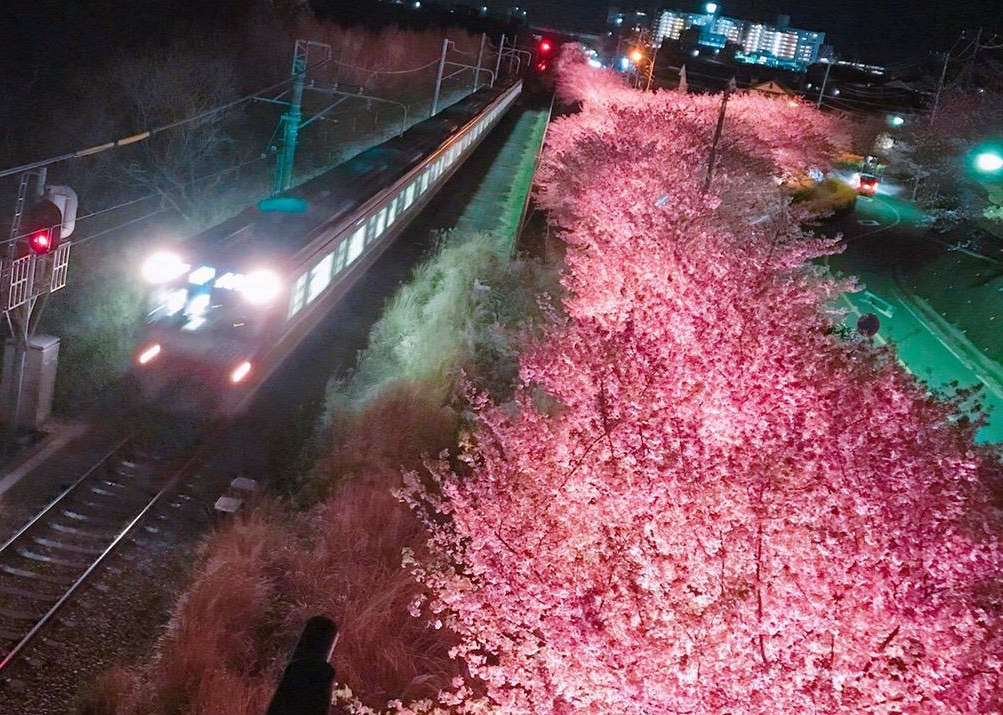 ライトアップされた河津桜の横を走る京急線