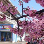 さくら仕様の三浦海岸駅と河津桜