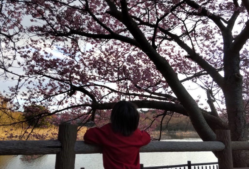 桜を見上げる子供