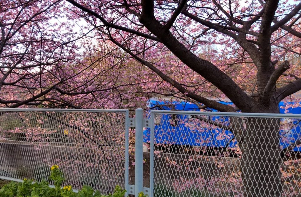 河津桜と菜の花と青い電車
