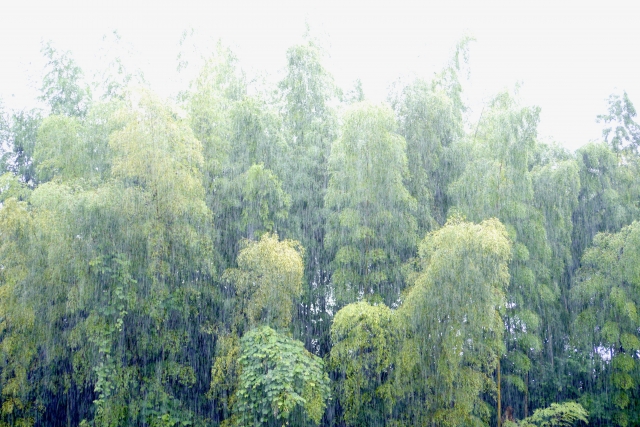 雨と森